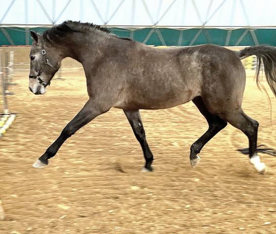 Entire Cheval de Selle Italien For sale 2021 Grey