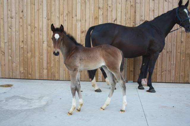 Mare sBs Belgian Warmblood For sale 2024 Dark Bay