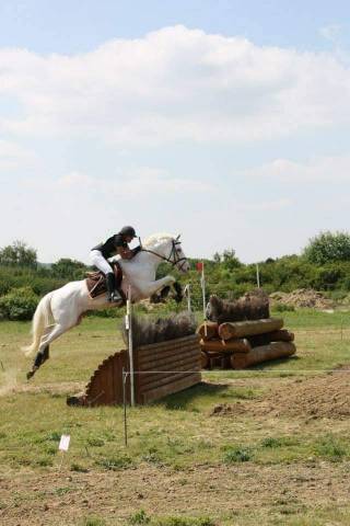 Snowman - Thoroughbred 2008 by RFF The Alchemist