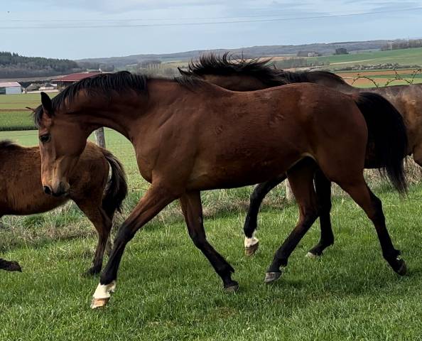 Mare Thoroughbred For sale 2019 Bay