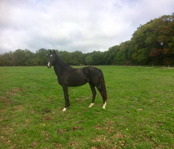 Mare Oldenburg For sale 2015 Black