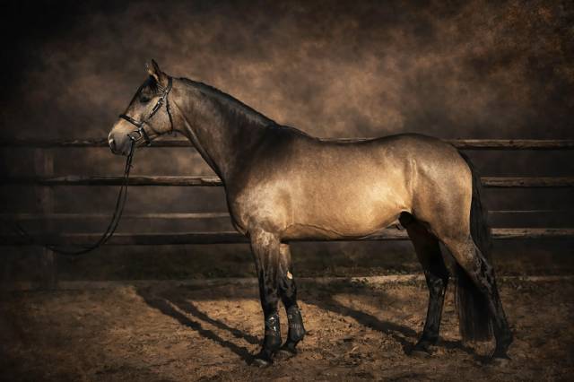 Myst&egrave;re d&rsquo;elphen  - Selle Fran&ccedil;ais 2022 by Hanes