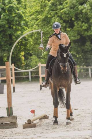 Gelding Selle Français For sale 2020 Black