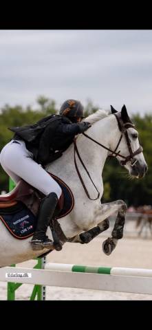 Gelding Connemara For sale 2013 Bay