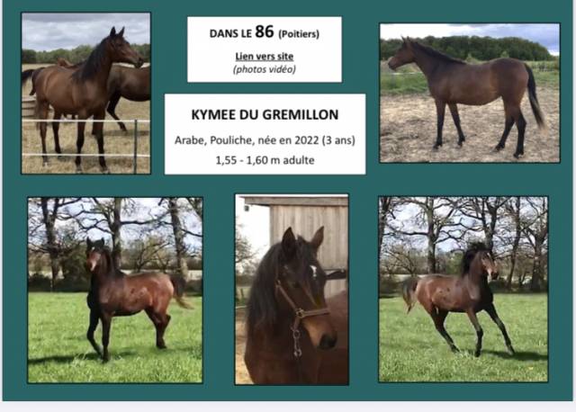 Mare Arabian For sale 2022 Bay