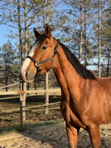 Gelding Selle Français For sale 2021 Bay