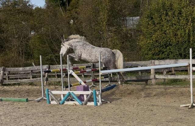 Mare Connemara For sale 2018 Grey