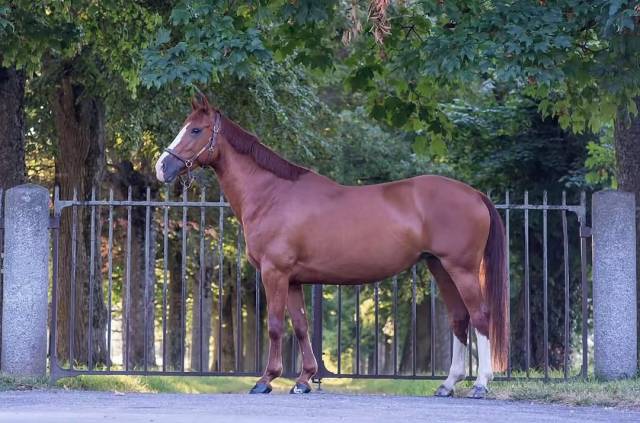 Mare Welsh Part Bred Part-Livery 2016 Chesnut