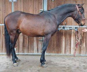 Entire PRE Pure Spanish Bred For sale 2022 Bay