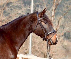 Gelding CDE Caballo Deporte Espanol For sale 2020 Bay