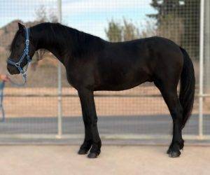 Gelding No Origin Recorded For sale 2021 Black