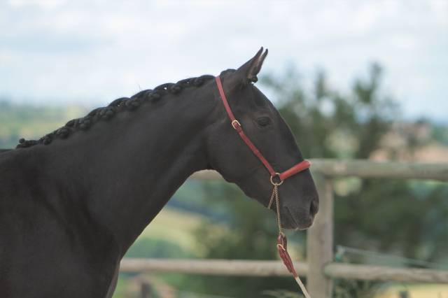 Broodmare PRE Pure Spanish Bred For sale 2019 Black