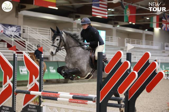 Gelding Other Pony Breed For sale 2020 Grey
