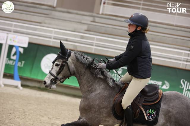 Gelding Other Pony Breed For loan 2020 Grey