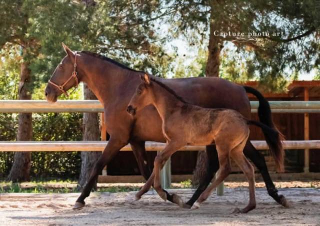 Filly Lusitano For sale 2024 Black