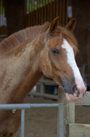Gelding Origin Recorded For sale 2017 Chesnut