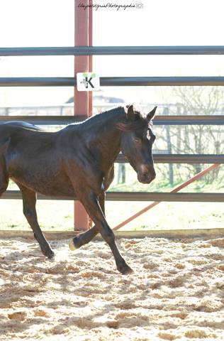 Made for jump sympatico - French Saddle Pony 2022 by WELCOME SYMPATICO