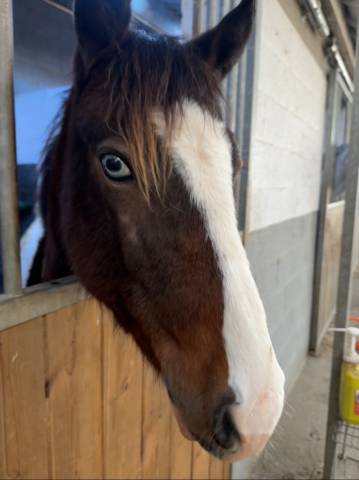 Colt Belgian Riding Pony For sale 2024 Coloured