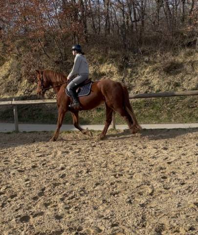 Mare Origin Recorded For sale 2021 Chesnut