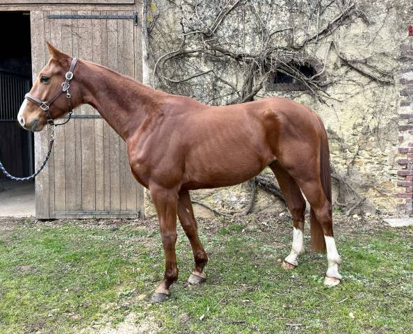 Gelding Selle Français For sale 2021 Chesnut