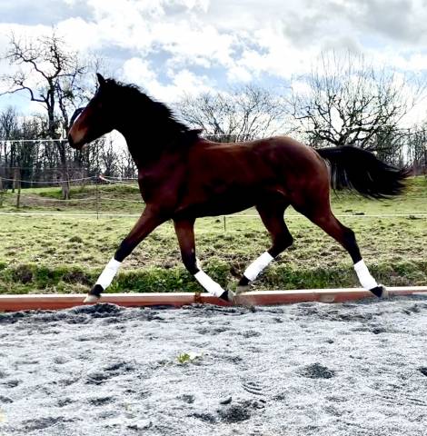 Gelding sBs Belgian Warmblood For sale 2023 Bay