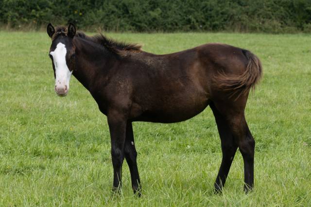 Filly Paint For sale 2024 Black