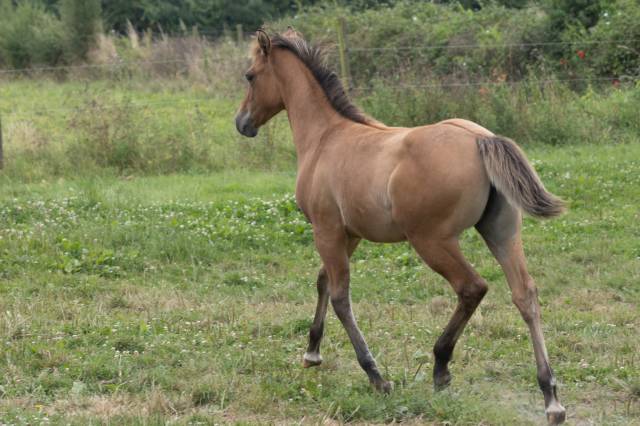 Filly Quarter For sale 2024 Dun