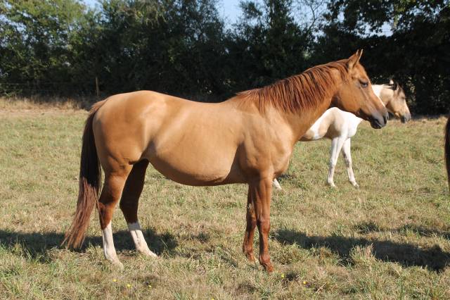 Broodmare Paint For sale 2006 Dun