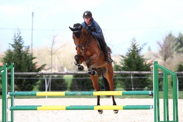 Gelding Selle Français For sale 2015 Bay