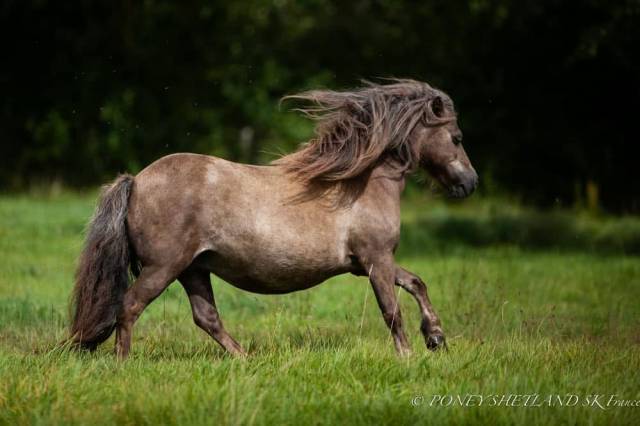 Mare Shetland Pony For sale 2009 Liver chestnut