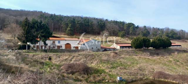 Sheep farm  Loire