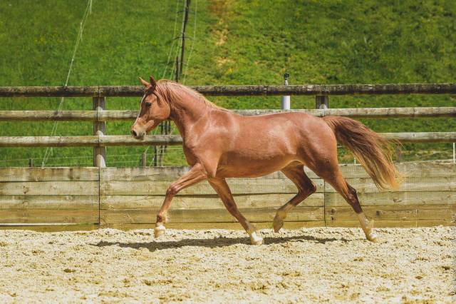 Mare Origin Recorded For sale 2019 Chesnut