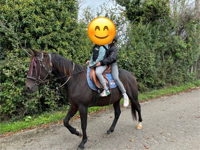Gelding French Trotter For sale 2009 Bay