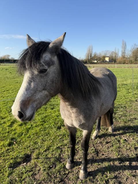 Filly New Forest For sale 2023 Bay