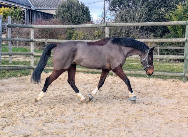 Gelding Selle Français For sale 2013 Bay