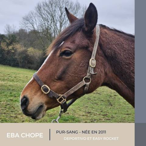 Mare Thoroughbred For sale 2011 Bay