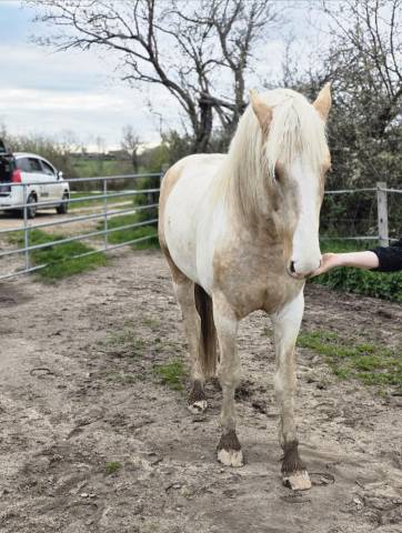 Entire Palomino For sale 2020 Palomino