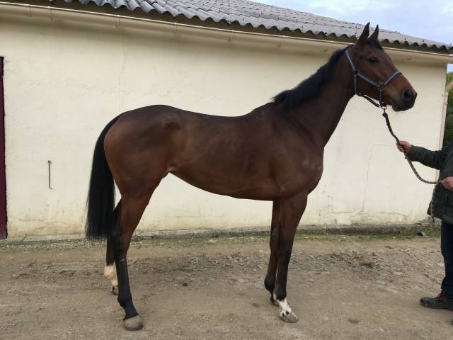 Mare Thoroughbred For sale 2018 Bay