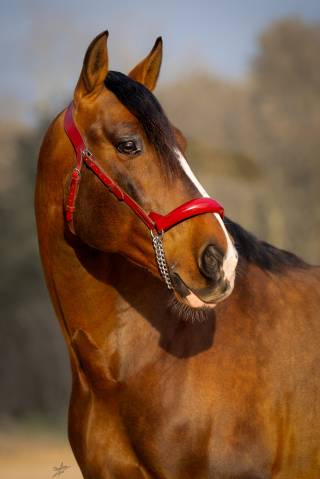 Entire PRE Pure Spanish Bred For sale 2017 Chesnut