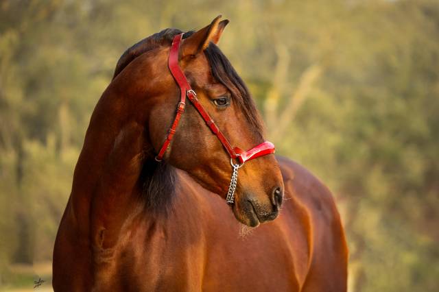 Entire PRE Pure Spanish Bred For sale 2013 Chesnut