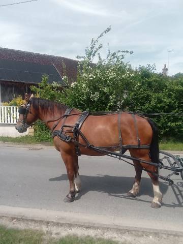 Gelding Franche-Montagne For sale 2006 Bay