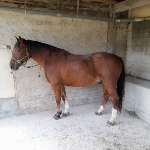 Gelding Franche-Montagne For sale 2006 Bay