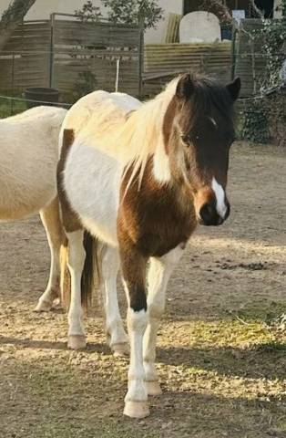 Entire Welsh Pony (Section B) For sale 2023 Coloured