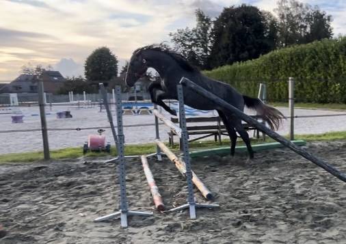 Gelding Zangersheide For sale 2022 Grey