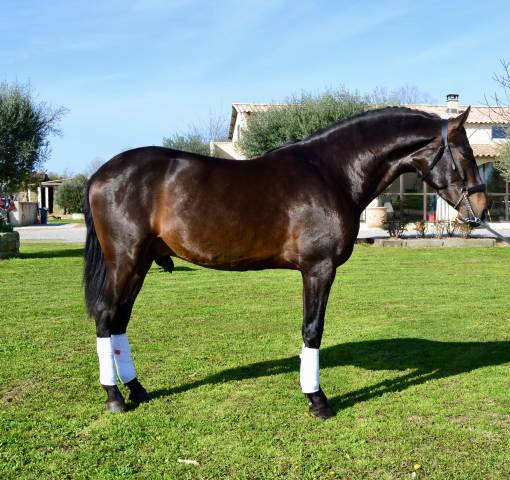 Gelding PRE Pure Spanish Bred For sale 2022 Dark Bay