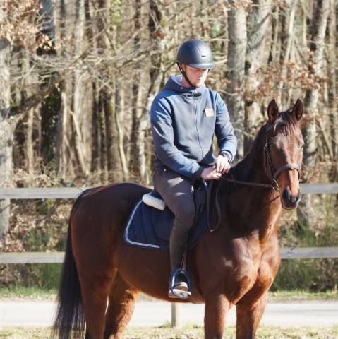Gelding Thoroughbred For sale 2018 Bay