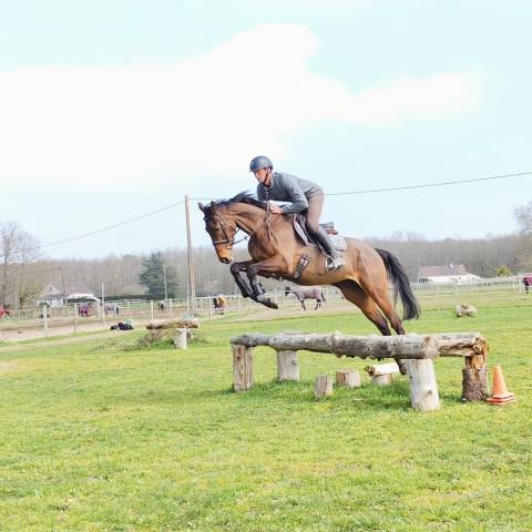 Gelding Thoroughbred For sale 2018 Bay