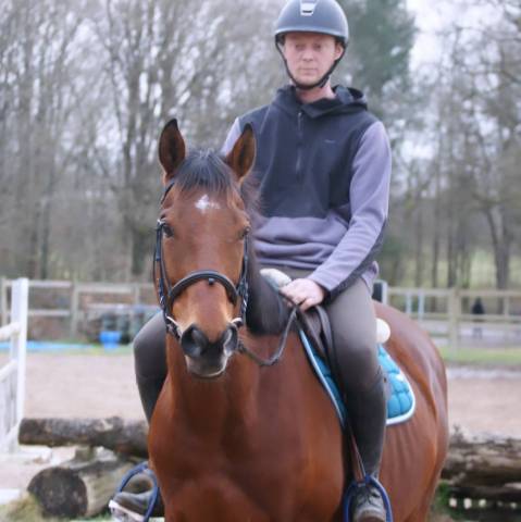 Gelding Thoroughbred For sale 2016 Bay