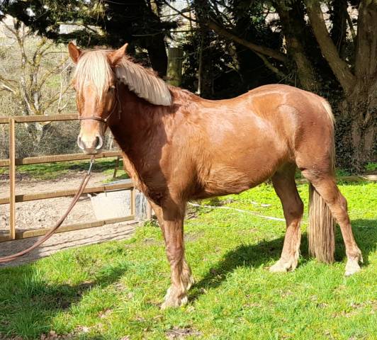 Gelding Connemara For sale 2021 Liver chestnut