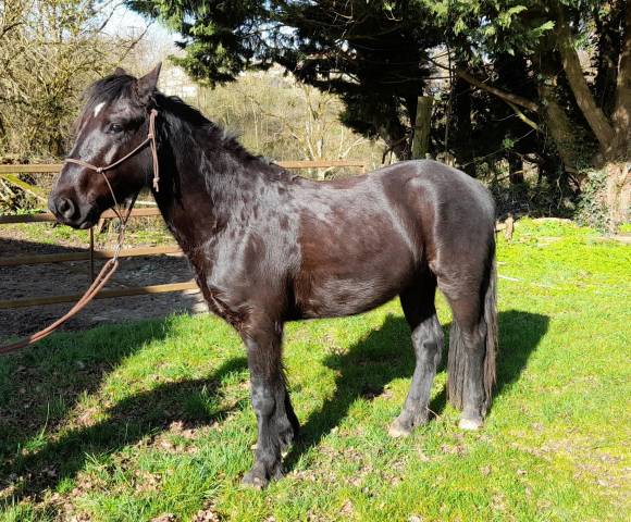 Gelding Connemara For sale 2021 Black